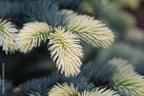 Bright and white-yellow needles of the Christmas Tree in close-up. Christmas time. Winter. Nature. Poland.