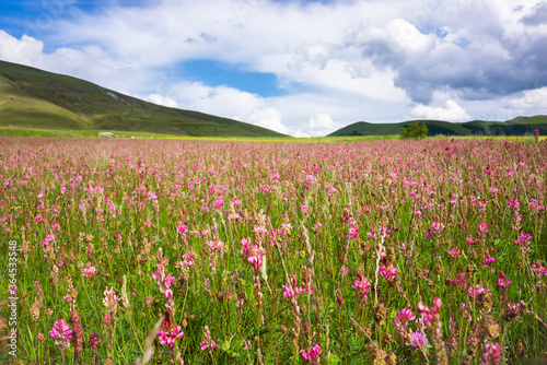 Field of pink wild flowers in summer © Maresol