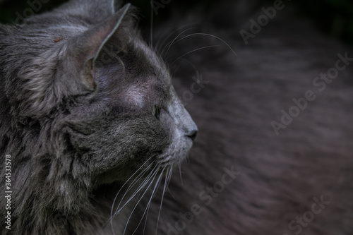 Head of the rare Nebelung cat with green eyes looking to the left. Focus on the hairs above the right eye. Space for text at right side.