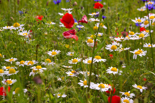 Field of various wild flowers in summer