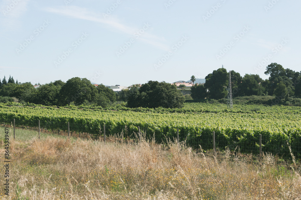 Obraz premium Rows of green vineyards growing in the agricultural lands of Esmeriz, Famalicao, Minho Region. Minho is the biggest wine producing region in Portugal.