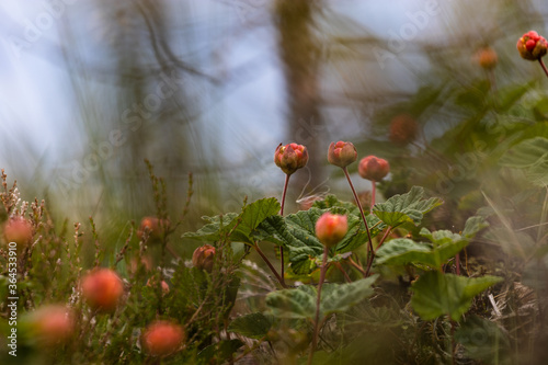 Raw cloudberries (Rubus chamaemorus, or hilla in Finnish) in Finnish marshland against a moody blue sky. Green vegetation in the wilderness and beautiful Finnish nature.