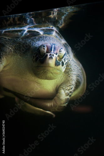 Fototapeta Naklejka Na Ścianę i Meble -  sea turtle black isolated