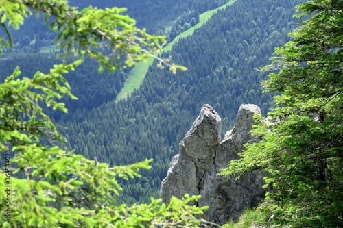 rock formation in the foest