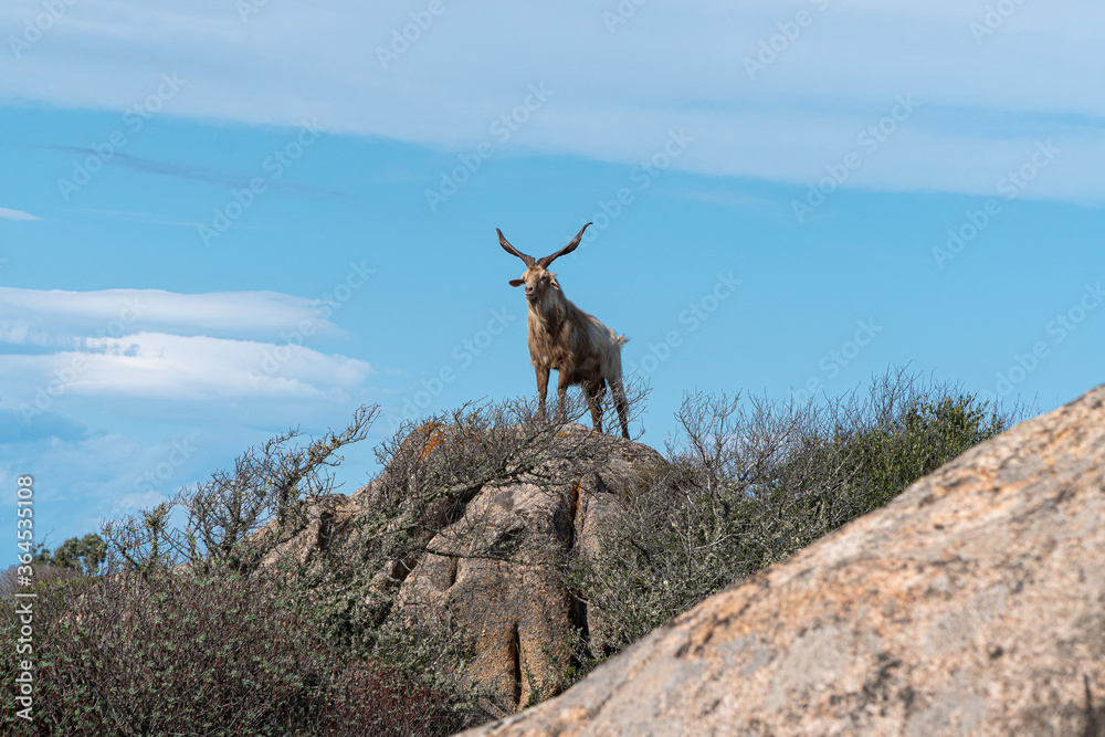 A kind of sardinian mouflon with big horns is posing on a rock at a sunny day on the sardinian island Caprera A kind of sardinian mouflon with big horns is posing on a rock at a sunny day on the sardinian island Caprera