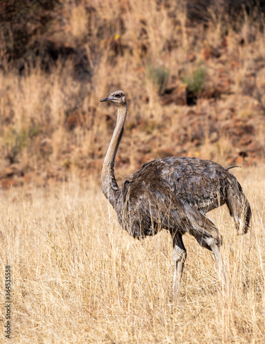 Female ostrich in the African winter grass.