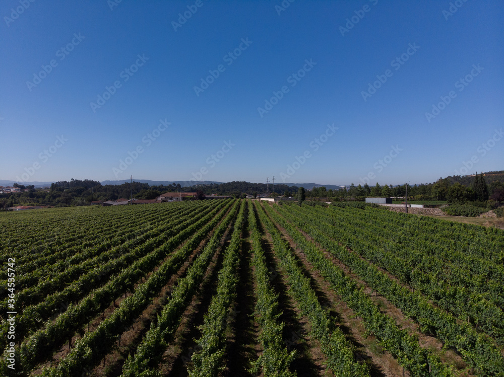 Aerial view of rows of green vineyards growing in the agricultural lands of Esmeriz, Famalicao, Minho Region. Minho is the biggest wine producing region in Portugal.