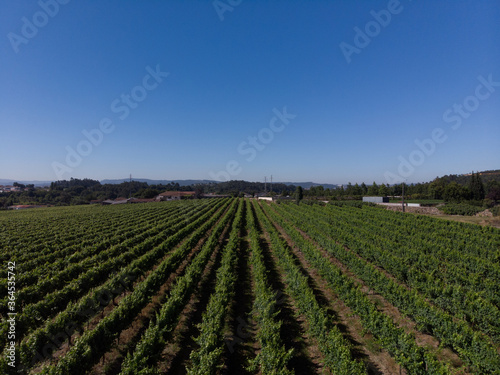 Aerial view of rows of green vineyards growing in the agricultural lands of Esmeriz  Famalicao  Minho Region. Minho is the biggest wine producing region in Portugal.