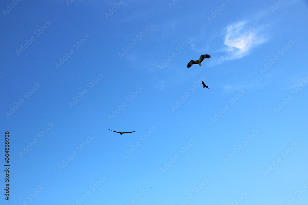 Birds are flying in blue sky