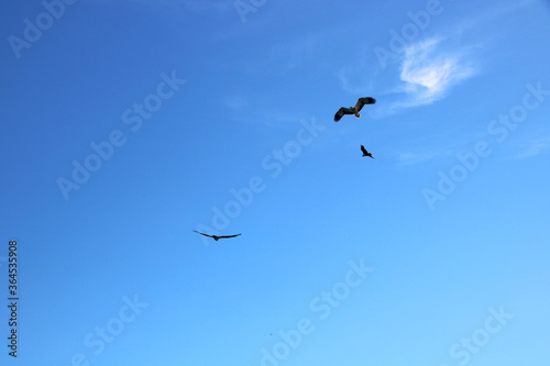 Birds are flying in blue sky