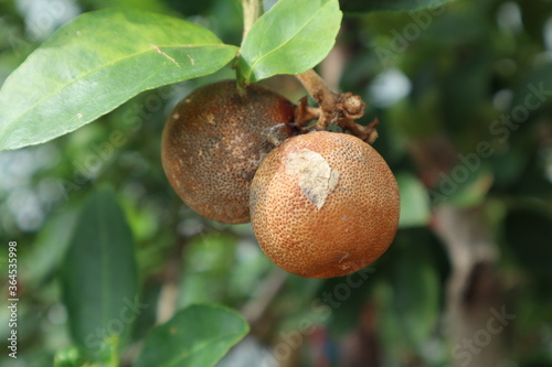 Citrus canker on lemon. Incomplete citrus plants.