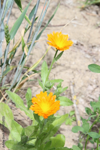 Calendula officinalis Ringelblume Wildblume gelb orange freistehend