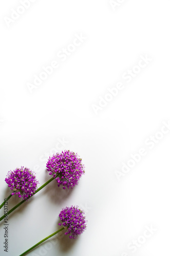 lilac flowers isolated on white