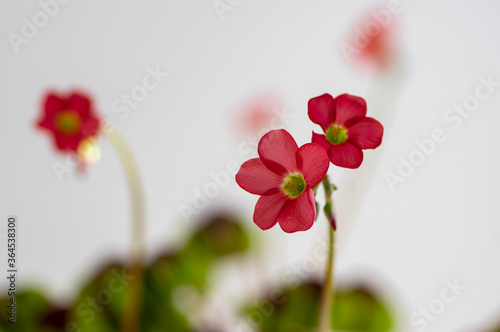 Oxalis tetraphylla beautiful flowering bulbous plants, four-leaved pink sorrel flowers in bloom, flower head detail photo