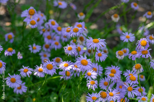 Aster tongolensis beautiful groundcovering flowers with violet purple petals and orange center, flowering plant in bloom