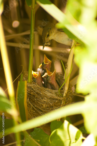 Photo Acrocephalus warblers is feeding the chicks at nest