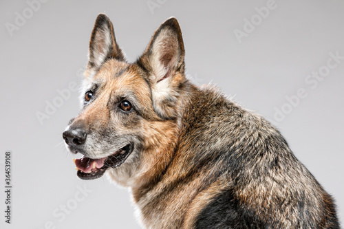 Portrait of a beautiful happy old dog. German Shepherd Dog gray-haired.