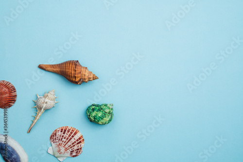 Sea shells on blue backgrou...