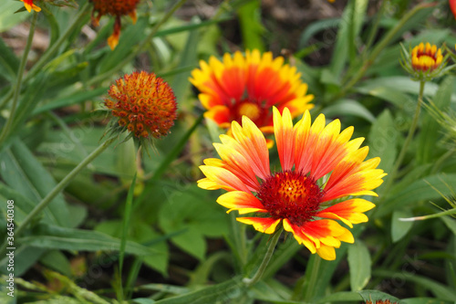 two perennial yellow buds with red gaillardia on a green background on a summer day