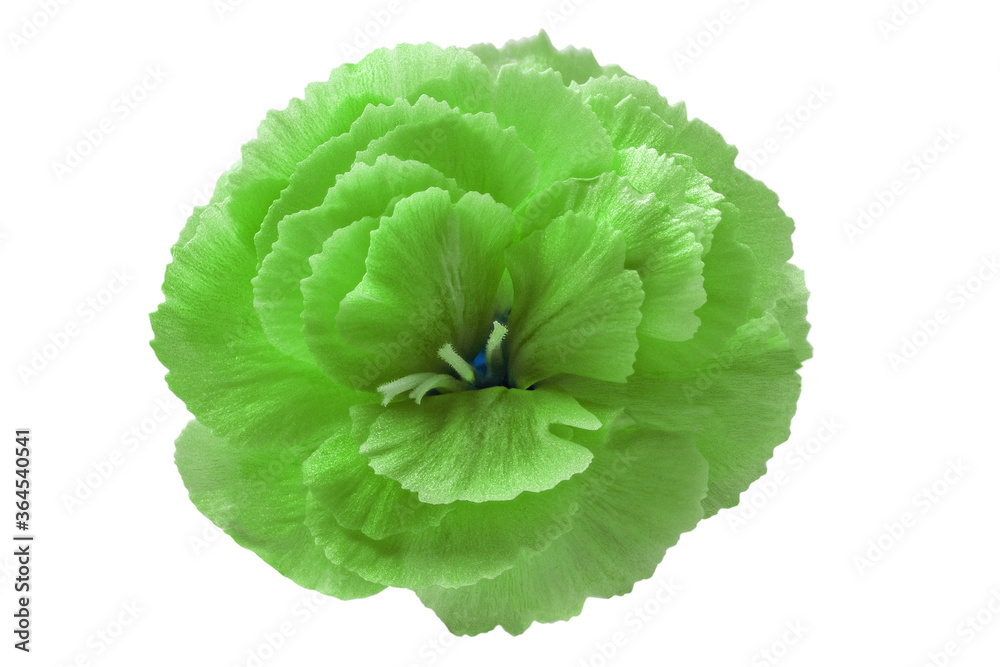 Flower on a white background for designers.