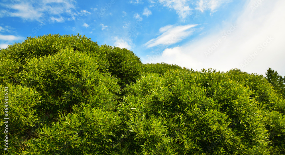 Green bush against the blue sky, lush foliage.