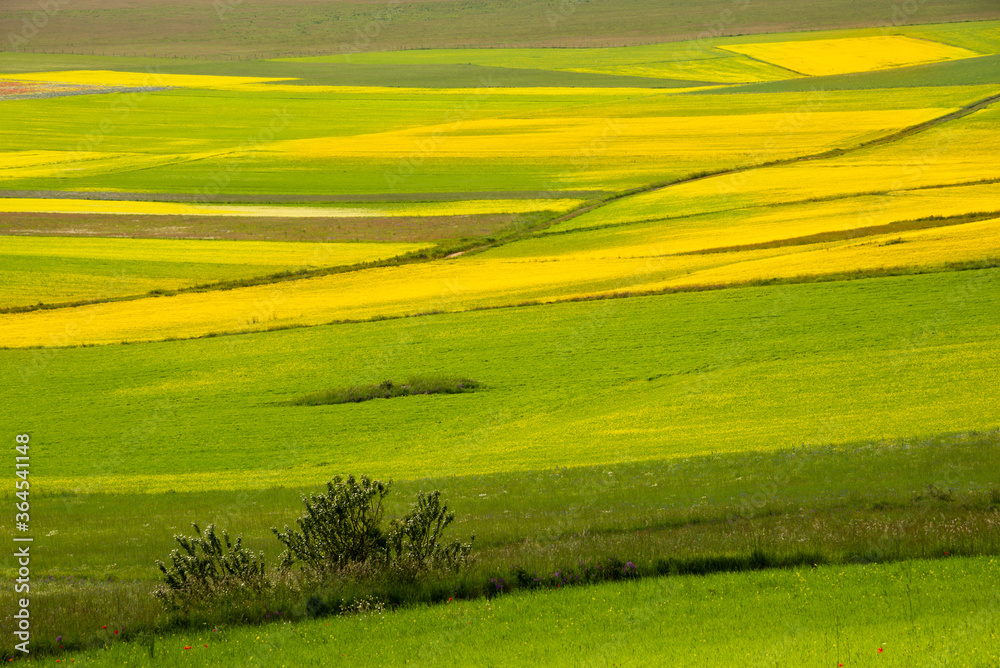 Fototapeta premium Agricultural valley with colorful fields in summer
