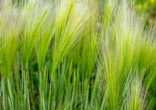 Background of fluffy spikes of green barley close-up.  Selective focus. Hordeum jubatum  Foxtail barley