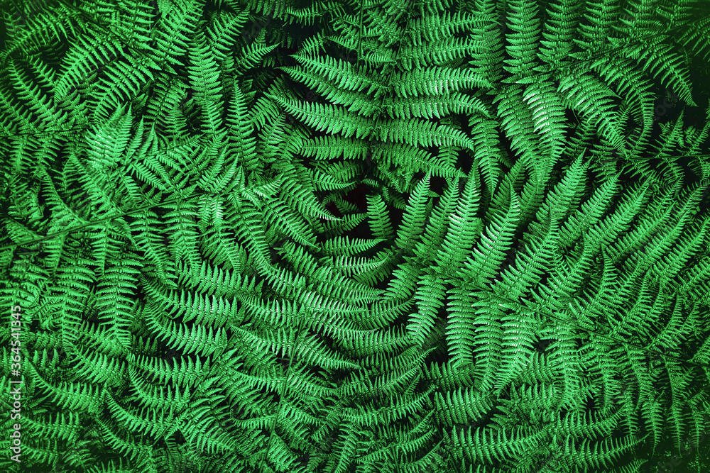 Fototapeta green fern background