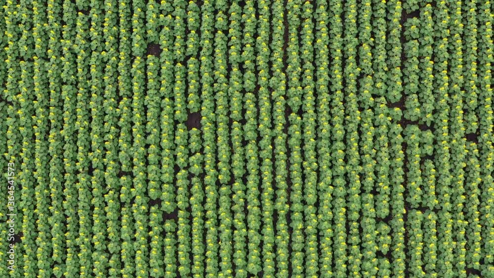 Field with young sunflower plantation. Aerial view. Field with young sunflower plantation. Aerial view.
