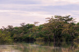 Landscape in the Nature Reserve Cuyabeno / Trees with bromeliads in the Nature Reserve Cuyabeno, Amazonia, Oriente, Ecuador.