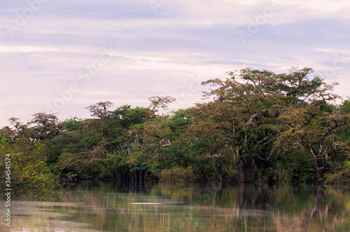Landscape in the Nature Reserve Cuyabeno / Trees with bromeliads in the Nature Reserve Cuyabeno, Amazonia, Oriente, Ecuador.