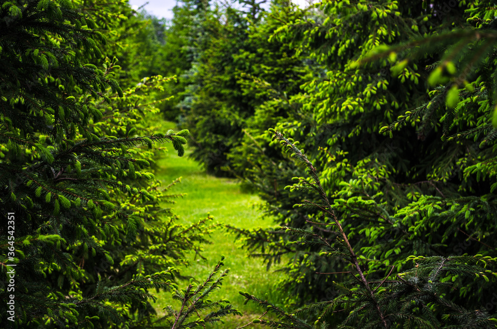 Obraz premium Coniferous forest