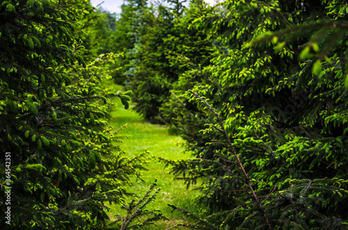 Coniferous forest © Artem