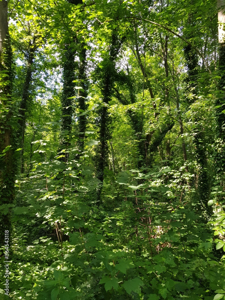 Obraz premium forest in spring