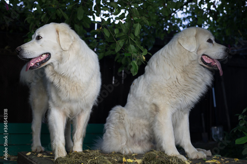 Two big white dogs outdoor. Tatra Shepherd Dog.