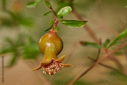 Early  beauty phase of pomegranate growing fruit 