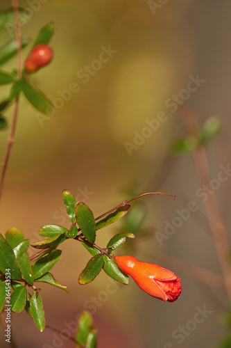 Beautiful red bud of pomegranate  tree flower
