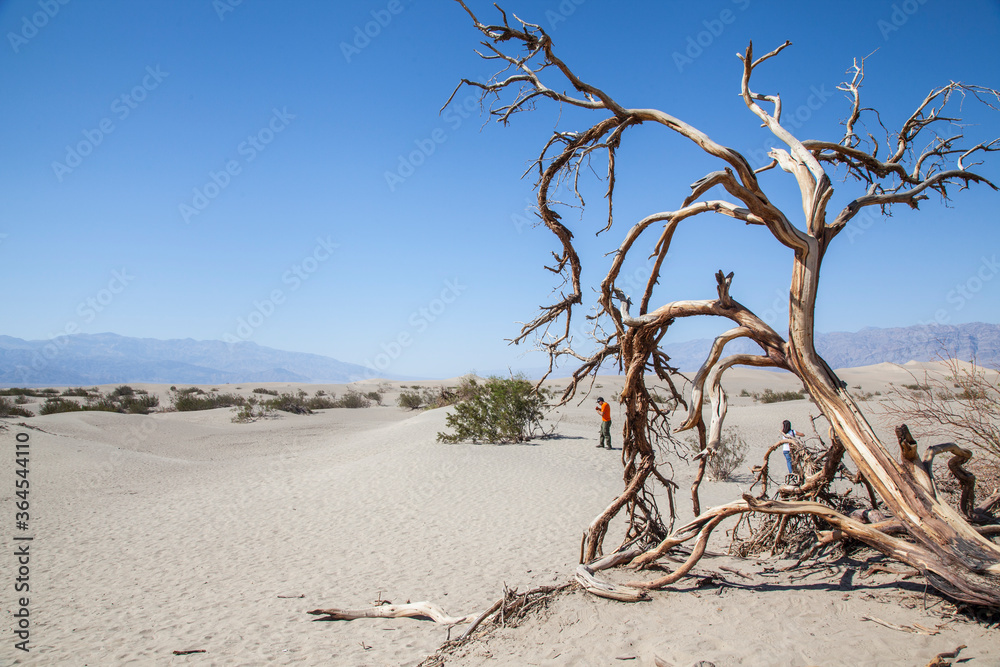 arbol seco en desierto del death valley