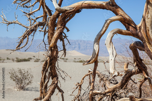 arbol seco en desierto del death valley