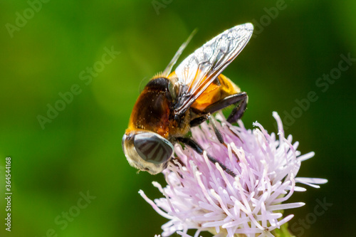 A syrphid flies on the flower