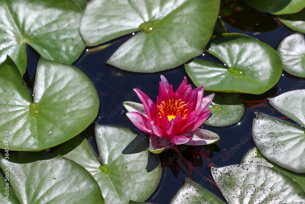 Blooming waterlily in a garden pond . It has pink and white petals and a yellow center. It is surrounded by green water leaves. Blooming waterlily in a garden pond . It has pink and white petals and a yellow center. It is surrounded by green water leaves.