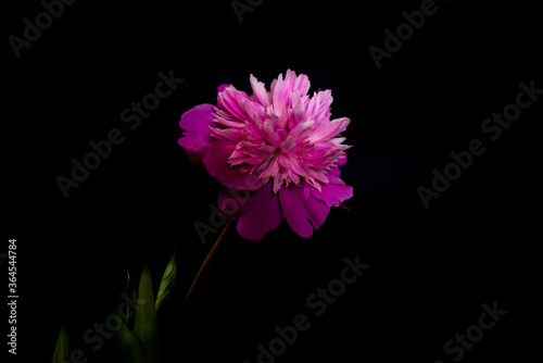Pink peony, dark background. Fresh flowers with water drops. Wet pink peony flower macro isolated on black. Pink peony isolated on the black background. Close up on pink peony on dark background.