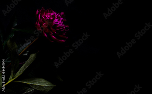 Pink peony, dark background. Fresh flowers with water drops. Wet pink peony flower macro isolated on black. Pink peony isolated on the black background. Close up on pink peony on dark background.