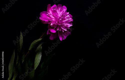 Pink peony  dark background. Fresh flowers with water drops. Wet pink peony flower macro isolated on black. Pink peony isolated on the black background. Close up on pink peony on dark background.