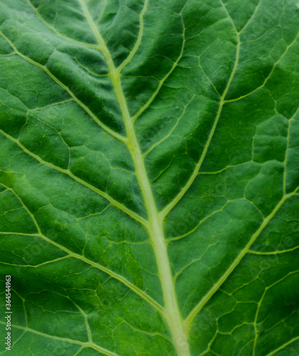Close up of green leaf. Texture / background / wallpaper. Detail of leaf tissue 