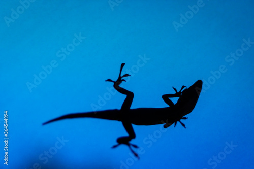 Lizard Silhouette © Lauren