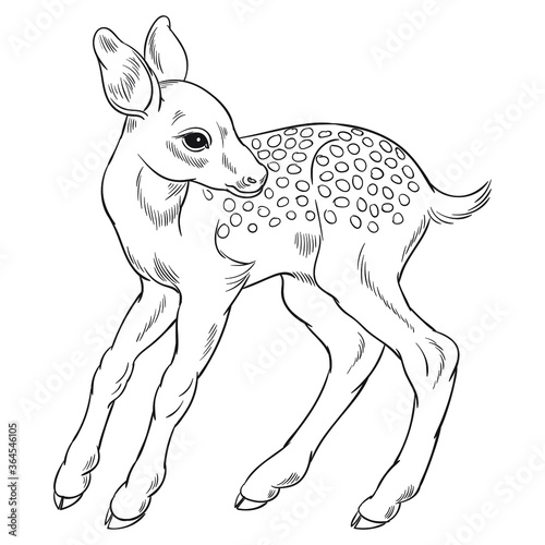 Hand drawn vector of fawn isolated on white background. Black and white stock illustration of young deer for coloring.