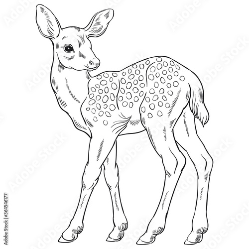Hand drawn vector of fawn isolated on white background. Black and white stock illustration of young deer for coloring.
