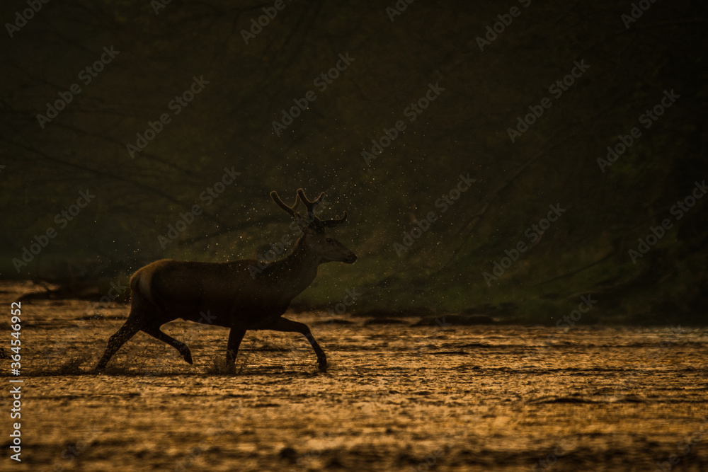 Red Deer stag in the forest. Bieszczady. Carpathian Mountains. Poland. - obrazy, fototapety, plakaty 