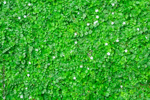 Green leaves background, Natural wallpaper.